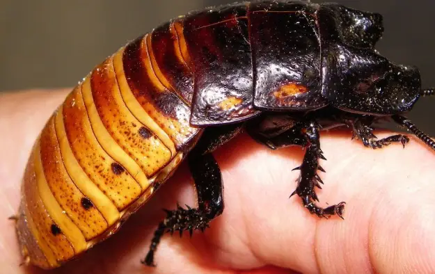 عکس سوسک ترسناک  2