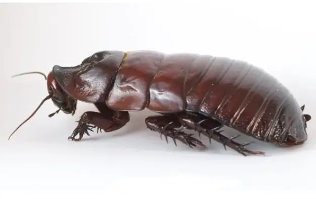 عکس سوسک ترسناک