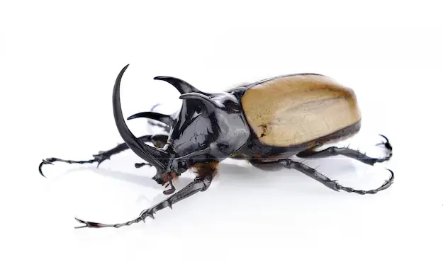 عکس سوسک شاخدار