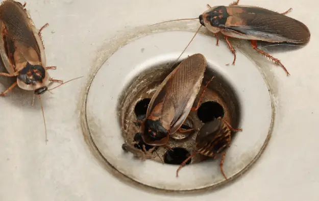 عکس سوسک فاضلاب