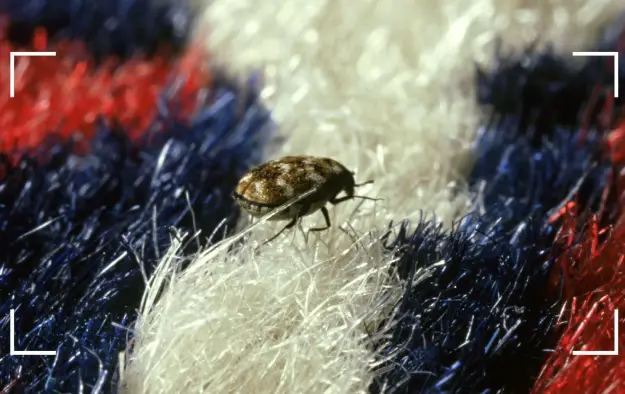 عکس سوسک فرش   