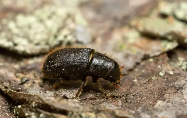 عکس سوسک پوستخوار