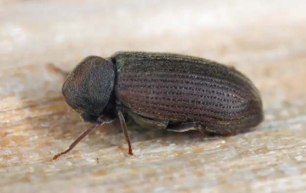 عکس سوسک چوب