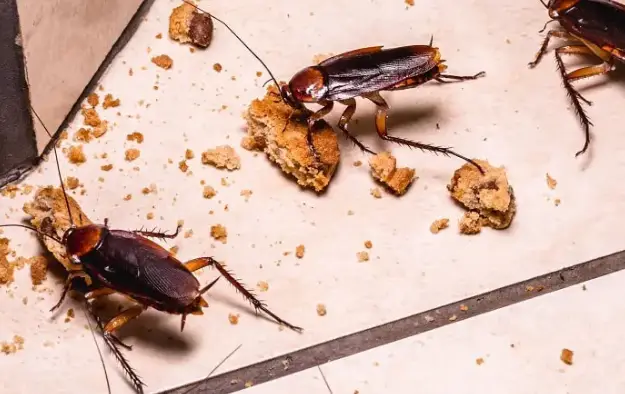 عکس سوسک کابینت 