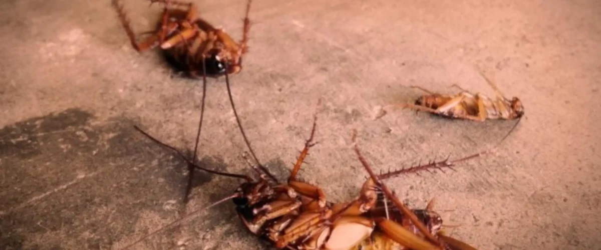 دستگاه دفع سوسک