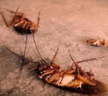 دستگاه دفع سوسک