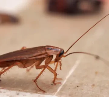 علت زیاد شدن سوسک در خانه