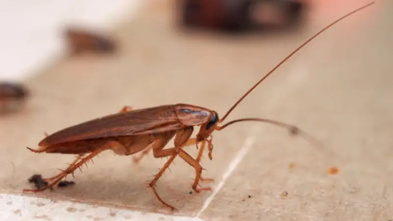 علت زیاد شدن سوسک در خانه