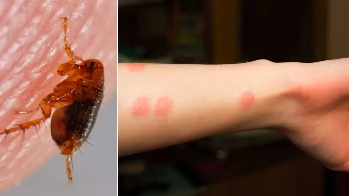 نشانههای وجود کک در خانه