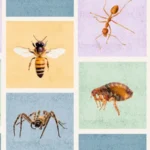 تشخیص جای نیش حشرات