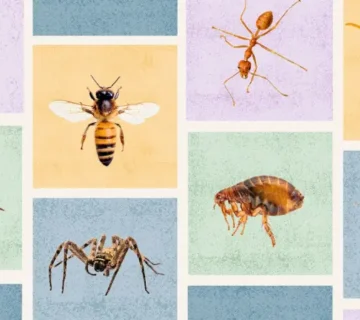 تشخیص جای نیش حشرات