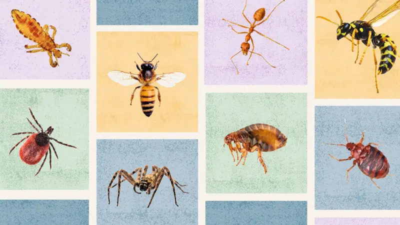 تشخیص جای نیش حشرات