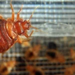 ساس از چی بدش میاد