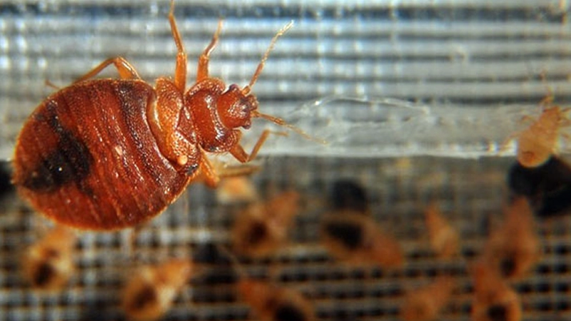 ساس از چی بدش میاد