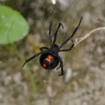 عنکبوت بیوه سیاه