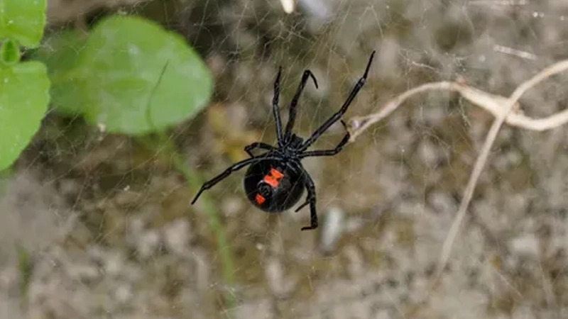 عنکبوت بیوه سیاه