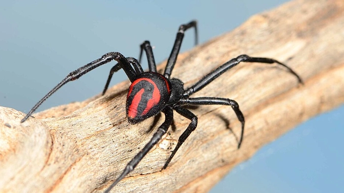 عنکبوت بیوهٔ سیاه ایرانی