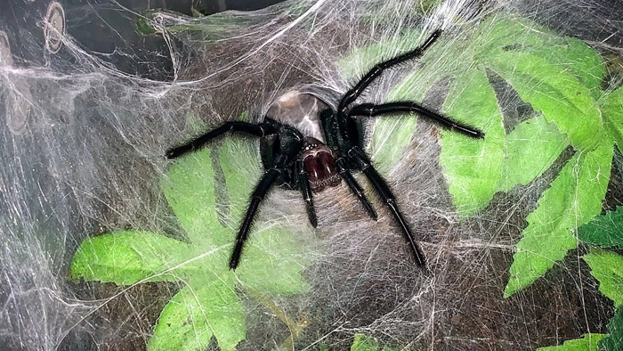 عنکبوت تارقیفی