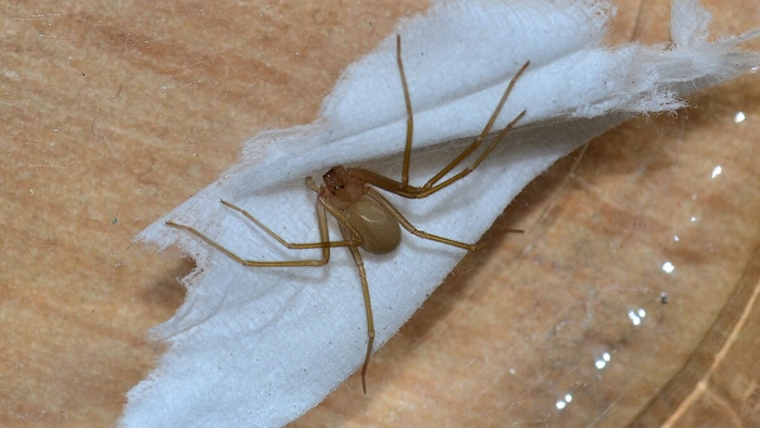 عنکبوت قهوه‌ای گوشه‌نشین