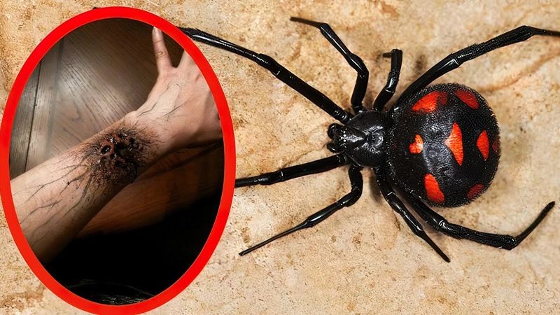 عنکبوت‌ سمی