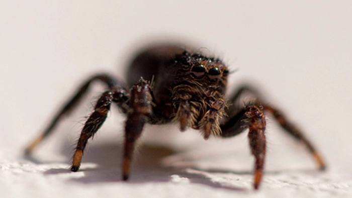 عکس صورت عنکبوت از نزدیک