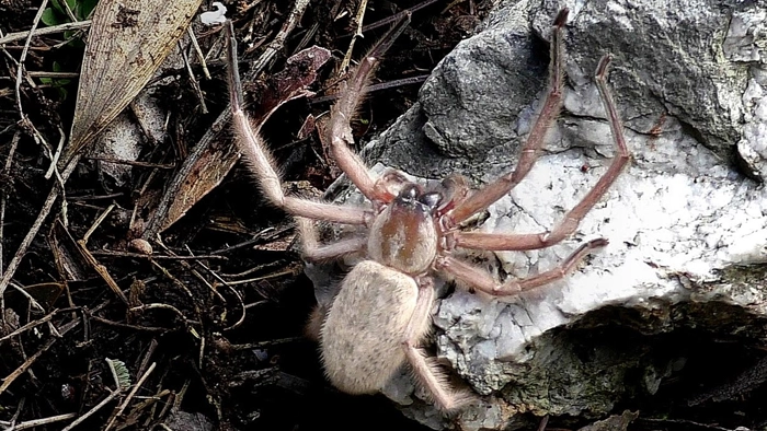 عکس عنکبوت بزرگ