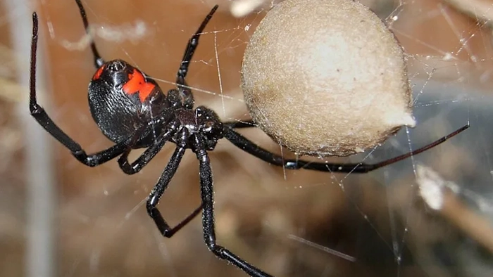 عکس عنکبوت بیوه سیاه