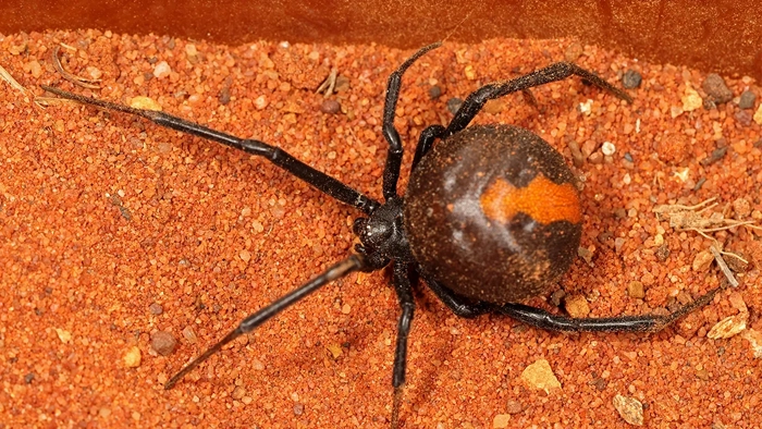 عکس عنکبوت سمی