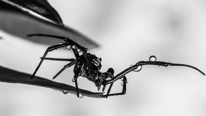 عکس عنکبوت سیاه