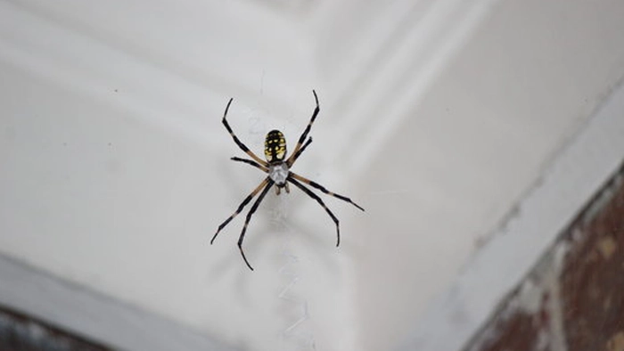 عکس عنکبوت های خانگی