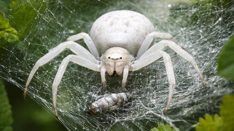 عنکبوت سفید