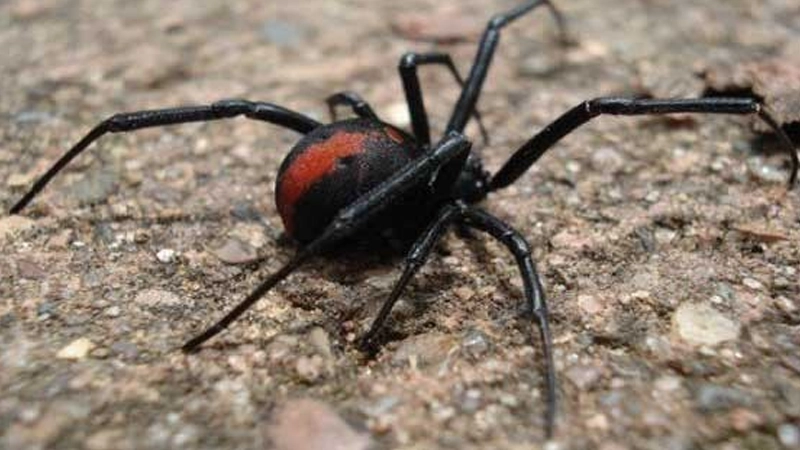 عنکبوت قرمز