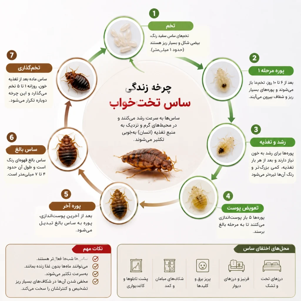 چرخه زندگی ساس