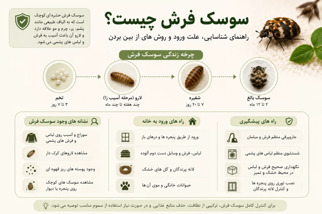 اینفوگرافیک سوسک فرش