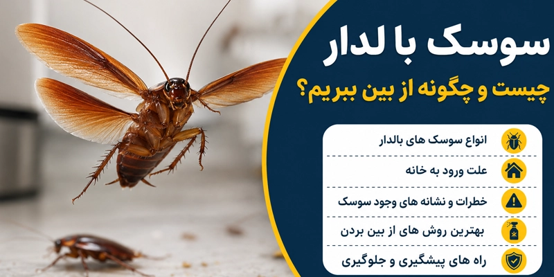 سوسک-بالدار-چیست