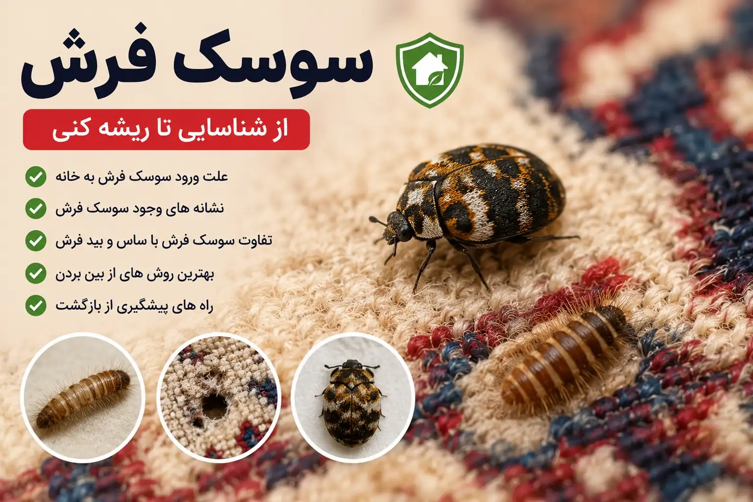 سوسک فرش چیست