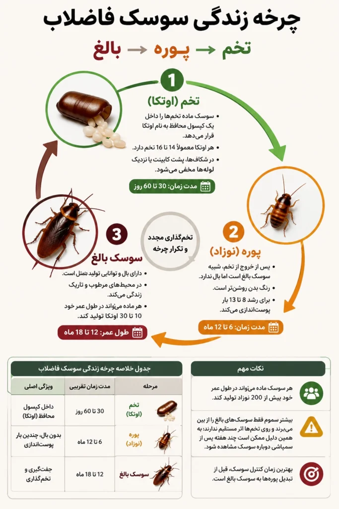 چرخه زندگی سوسک فاصلاب